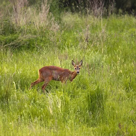 Am Garder Inselblick Lohmen (Mecklenburg-Vorpommern)