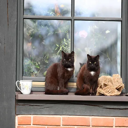 Am Garder Inselblick בית נופש Lohmen (Mecklenburg-Vorpommern)