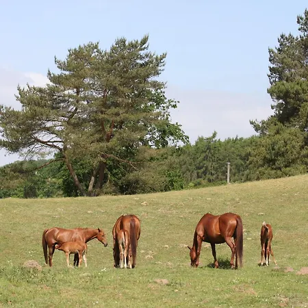 Am Garder Inselblick * Lohmen (Mecklenburg-Vorpommern)