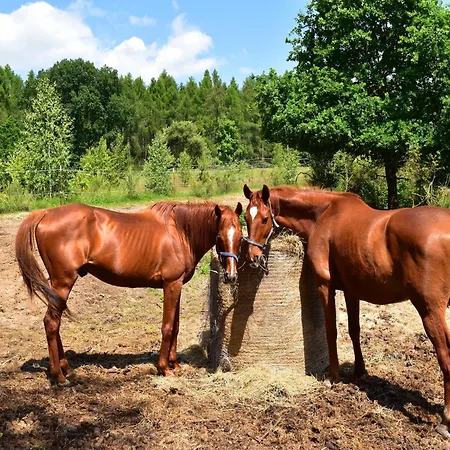 Am Garder Inselblick בית נופש Lohmen (Mecklenburg-Vorpommern)